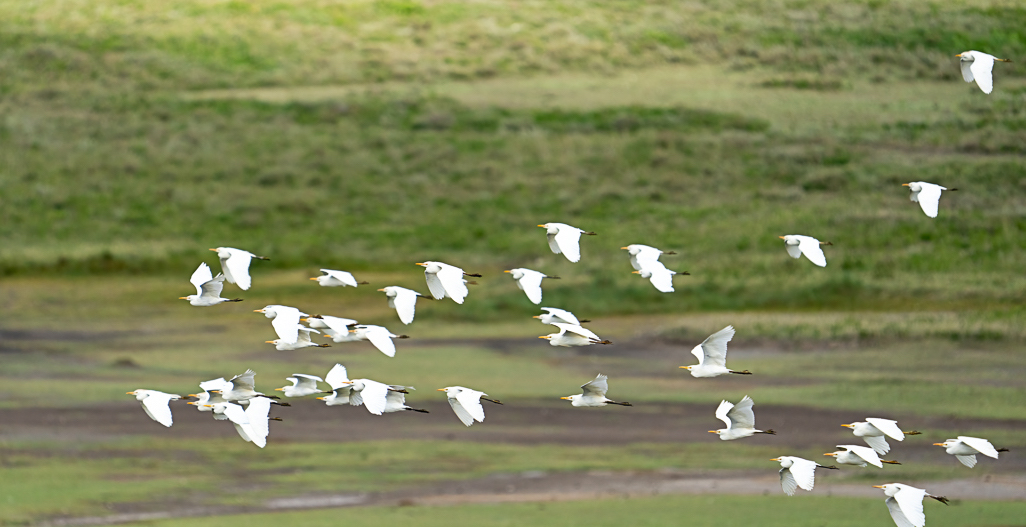 A Flock of Seagull